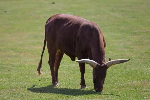 功成不居打一生肖动物