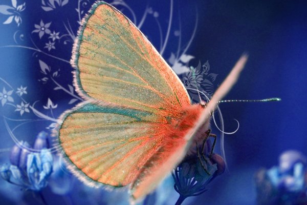 落英缤纷打一动物