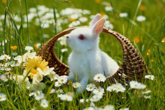 隔墙有耳的动物是什么生肖