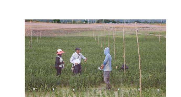 什么是个体育种值