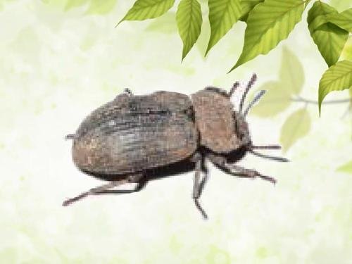 什么是“黑甲虫”？