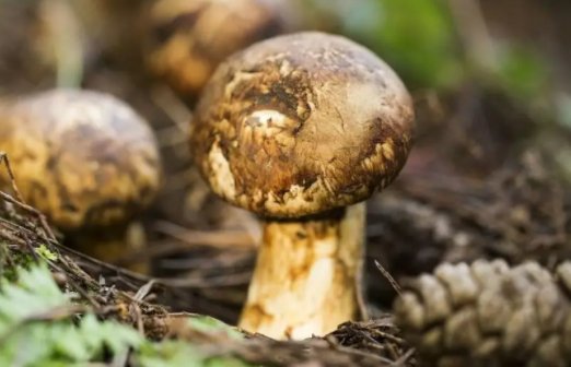 松茸是根还是子实体