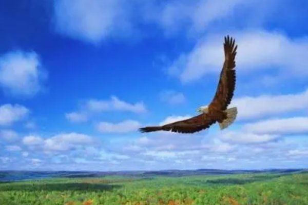 李白大鹏展翅九万里全诗