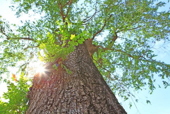 “榆树”的发音：如何用汉语发音“榆树”