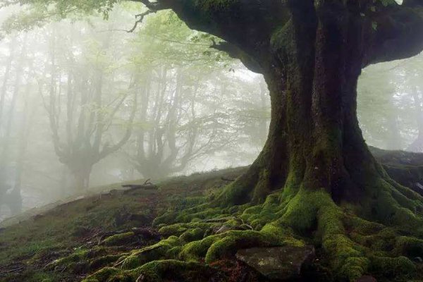 用大树、又粗又壮、就像~造句