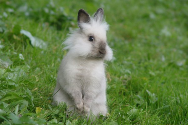 十大最漂亮的兔子品种