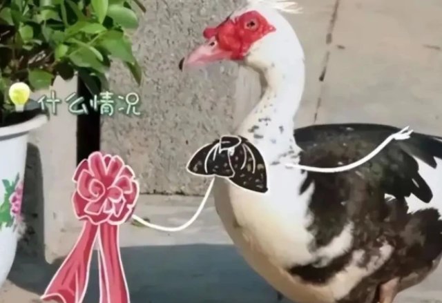 向往的生活彩灯怎么了