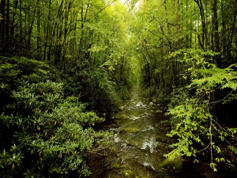 古代专门管理国家山林的官职