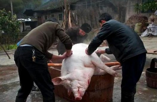 湖南53岁大叔杀年猪后住进ICU，这位大叔感染了什么病？