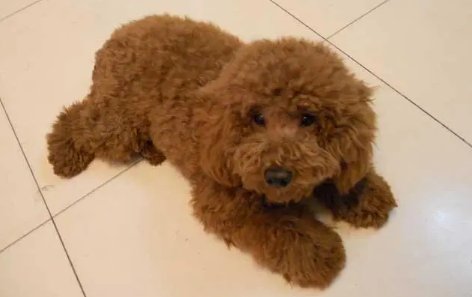 怎么教泰迪狗狗自己上厕所?在训练过程中需要注意什么?