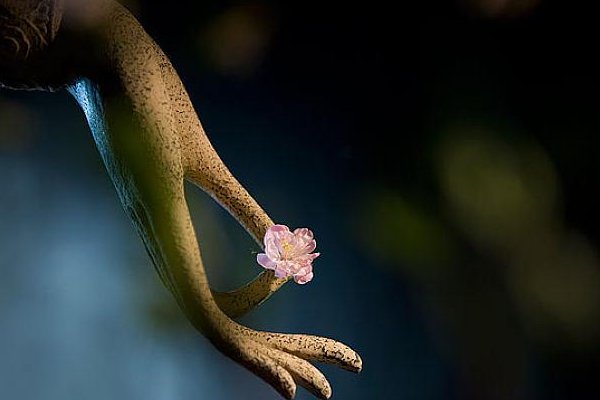 观音手的意思解释