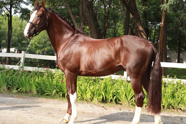 隔宿之仇什么动物