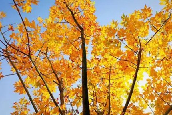 九月开头的唯美句子