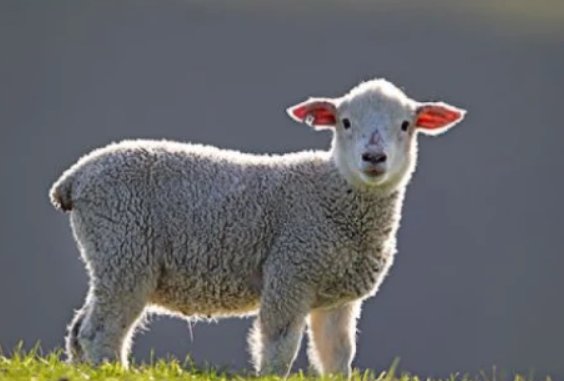 《威震山林》打一个生肖动物