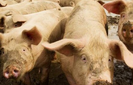 日本已扑杀生猪17万头，日本为何这么做？