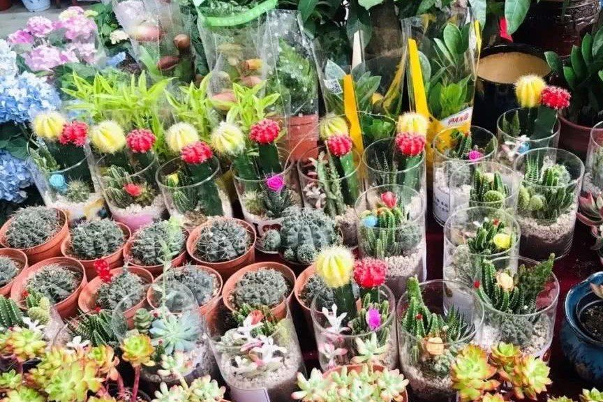 沈阳最便宜的花卉市场在哪里？