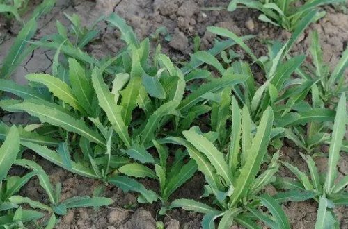 苦菜有几种图片