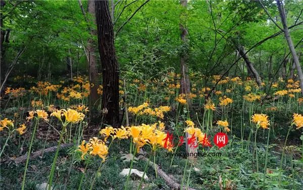 深山幽谷的生肖是什么