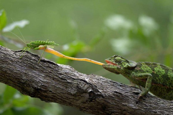 螳螂的天敌是？