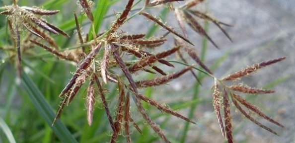 踏花归来蝶绕膝（打一中草药名