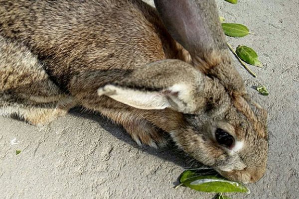 兔起鹘落是什么意思