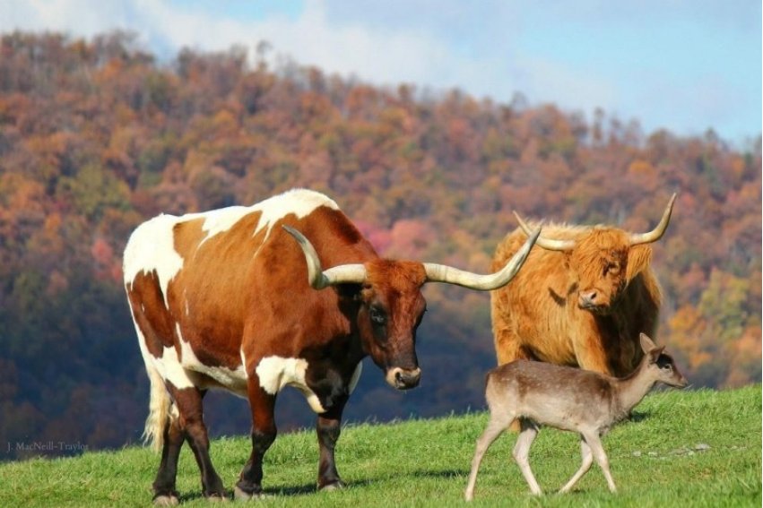 泫然流涕是什么生肖?