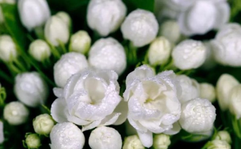 yasmine是什么意思？