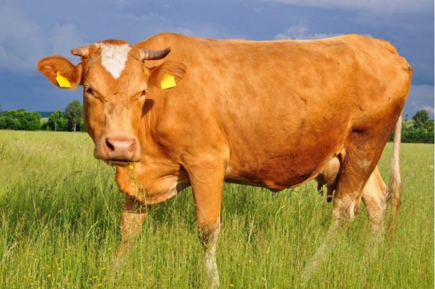 泫然流涕是什么生肖?