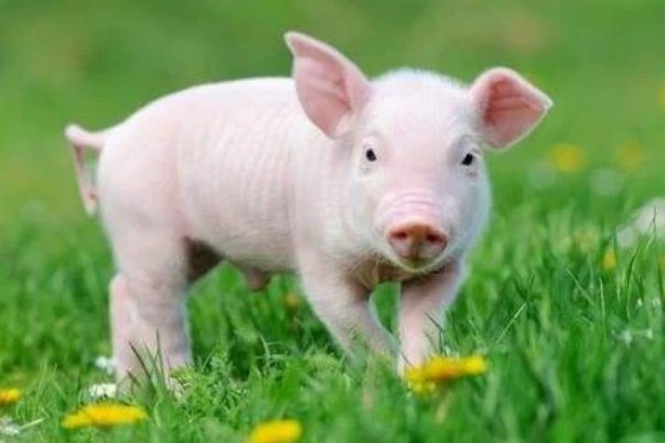 粗衣粝食打一生肖