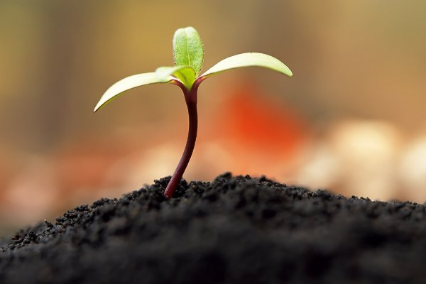 生命的执着是什么