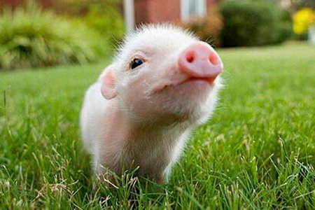 日本扑杀17万头猪的原因是什么