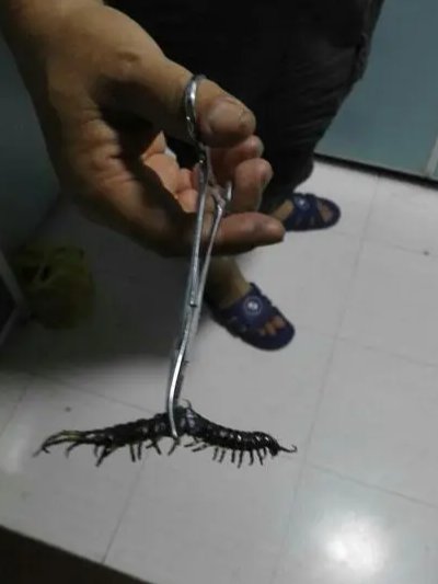 为什么下水道中有各种生物？