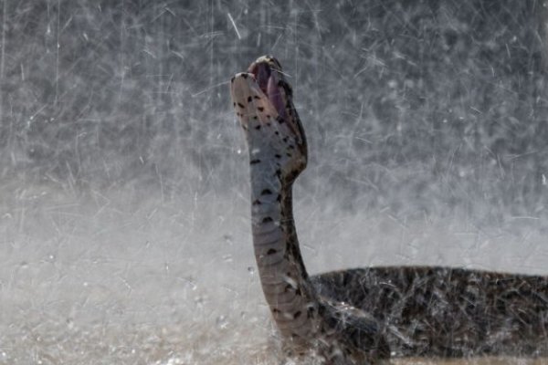 春风细雨什么动物