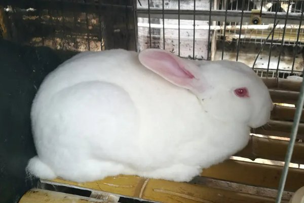 十大最漂亮的兔子品种