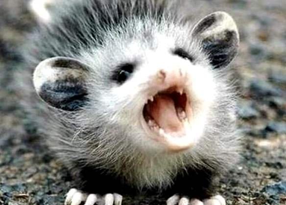 果子狸现身重庆阴条岭,这种动物一般分布在哪些地区?