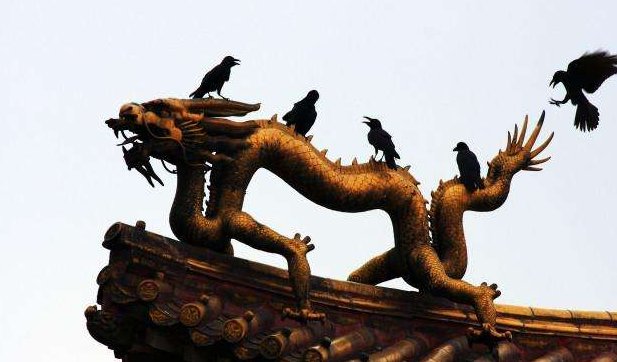乌鸦对满族人有何意义?为何他们喜欢在皇宫养乌鸦?