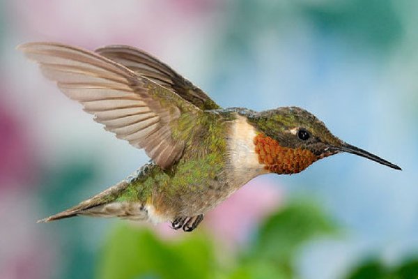 哪种鸟能倒着飞蚂蚁庄园