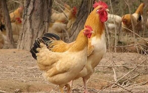 破壳而出的动物打一生肖