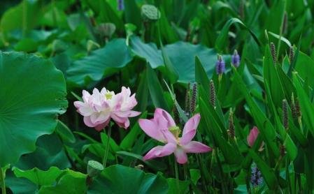 请你说说荷花在中国传统文化中有哪些象征意义