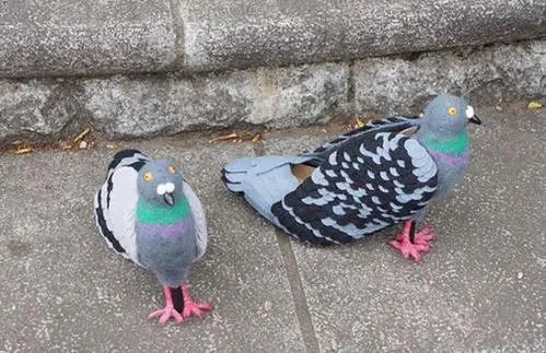 广东一女子刷视频被鸽子群围啄屏幕，动物们会认为屏幕里面的东西是真的吗?