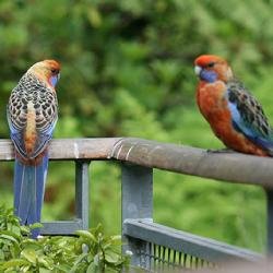 白玫瑰鹦鹉的亚种分化