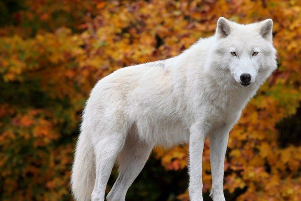 大尾巴狼什么意思？