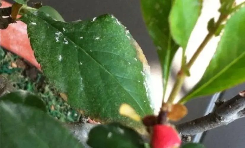 花盆里有小飞虫怎么去除小妙招