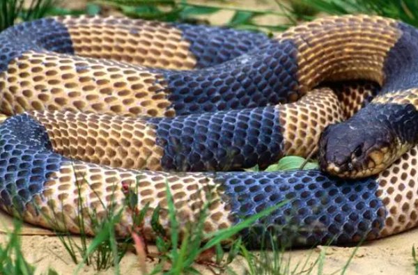 晏安鸩毒谜底生肖