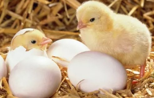 小鸡在刚出生就会走路和吃东西，是什么原因?
