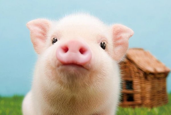 粗衣粝食打一生肖