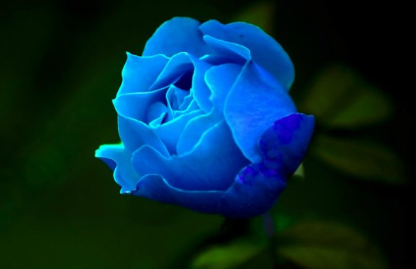 蓝色妖姬的典故是什么？