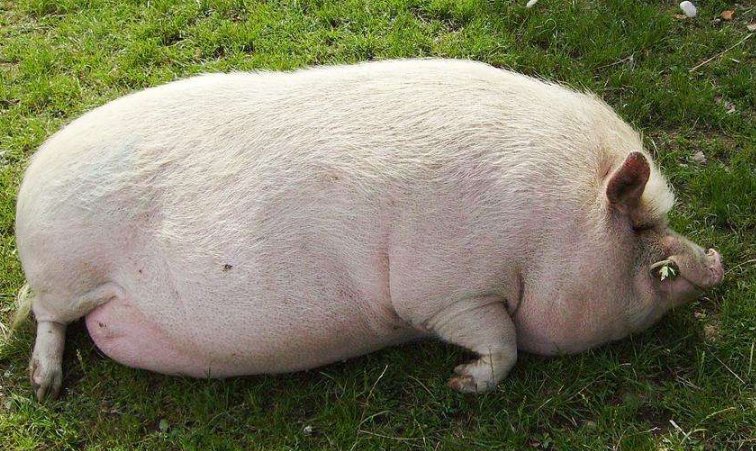 欲钱买好吃懒做的动物。是十二生肖里的哪个