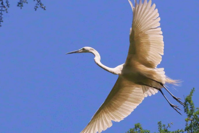 蓑毛在《白鹭》中的意思