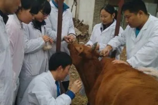 畜禽生产技术学什么就业方向